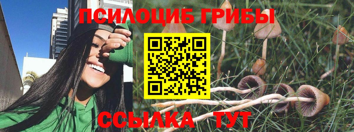 Псилоцибиновые грибы Psilocybe Губкин